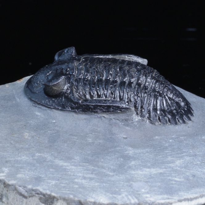 Hovedbilde  Trilobitt (Hollardops sp.), 390 mill år