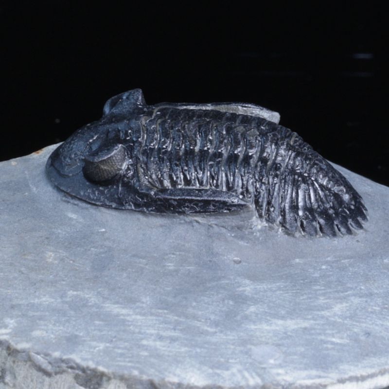  Trilobitt (Hollardops sp.), 390 mill år