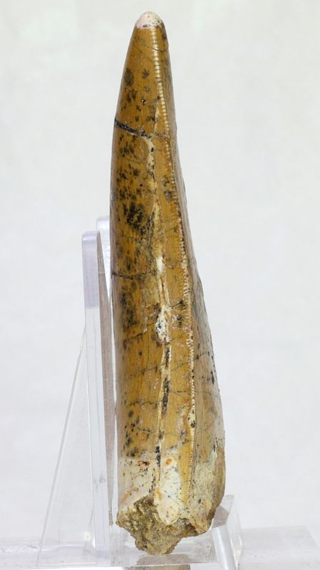 Carcharodontosaurus-tann, 7,7 cm