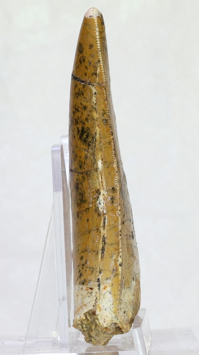 Carcharodontosaurus-tann, 7,7 cm