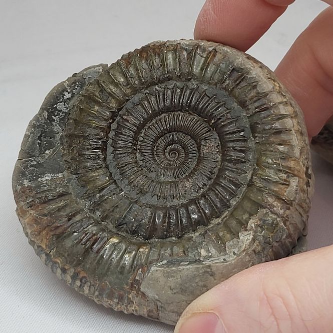 Hovedbilde Ammonitt (Dactylioceras sp.), delt nodul, Whitby, England