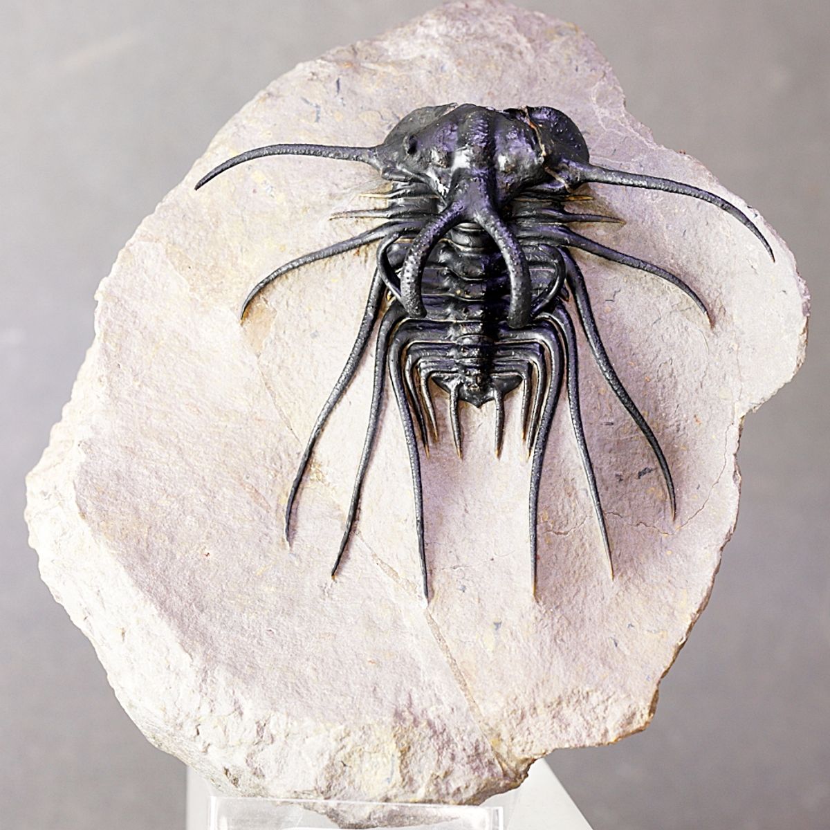 Trilobitt (Dicranurus monstrosus)