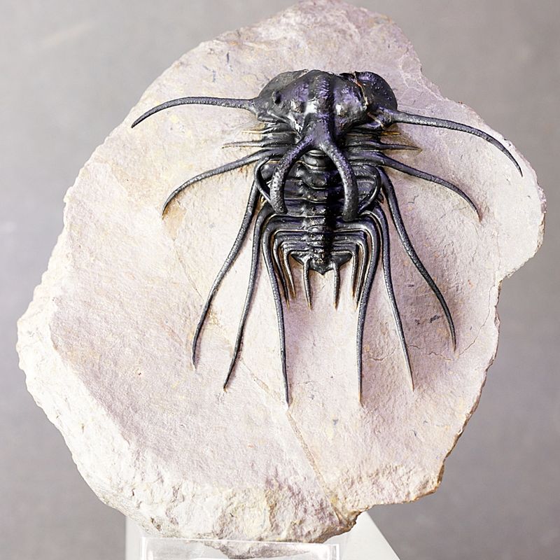 Trilobitt (Dicranurus monstrosus)