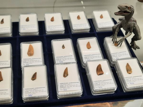 Hovedbilde Uidentifisert rovdinosaurtann (94-101 mill år), hylleplukk