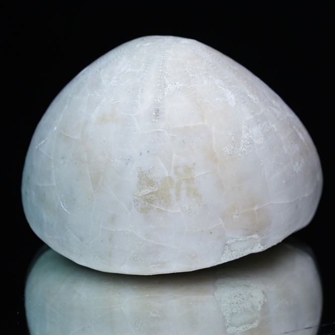 Hovedbilde Fossil kråkebolle/sjøpinnsvin (Echinocorys turanica), Kazakhstan
