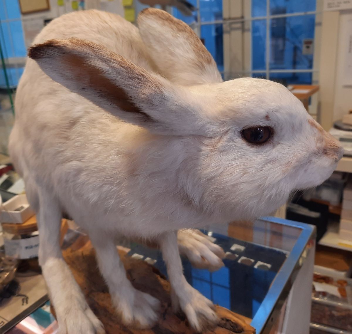RESERVERT! Hare (Lepus timidus), utstoppet