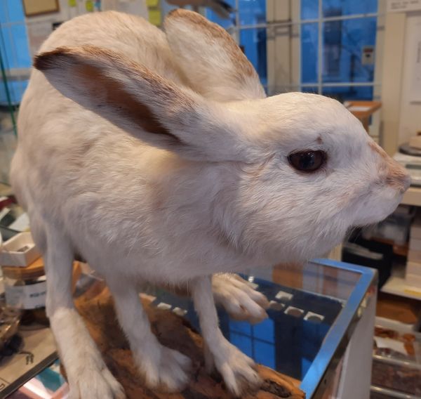 Hovedbilde RESERVERT! Hare (Lepus timidus), utstoppet