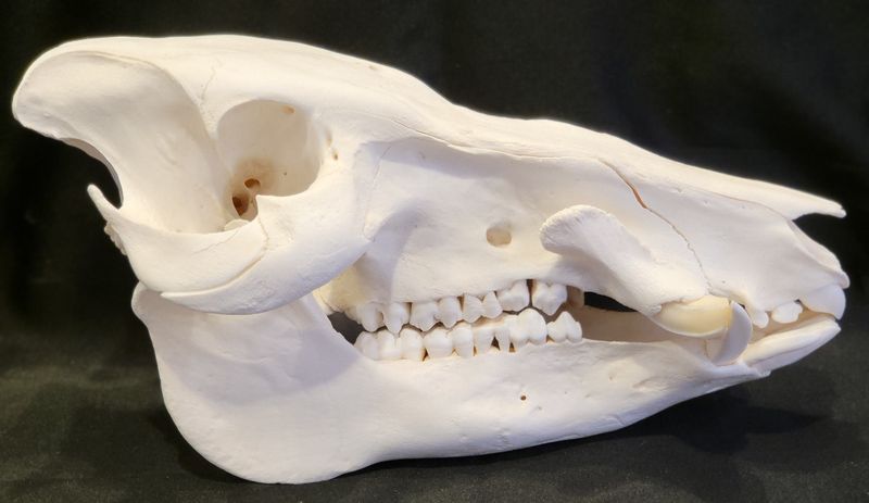 Busksvin (Potamochoerus larvatus), hann, hodeskalle