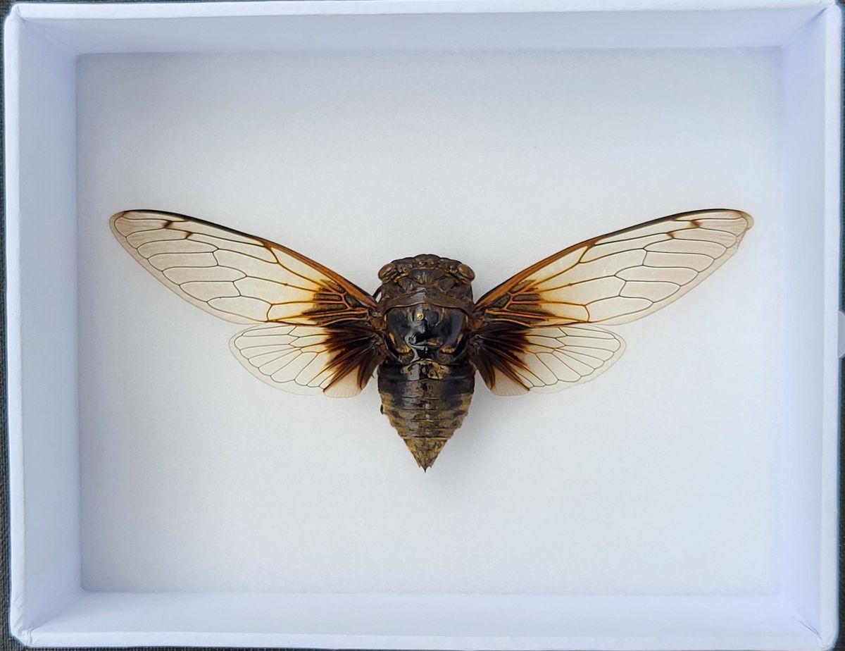 Sangsikade (Cryptotympana nitidula), ramme: 15 x 12 x 5,4 cm
