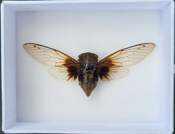 Hovedbilde Sangsikade (Cryptotympana nitidula), ramme: 15 x 12 x 5,4 cm