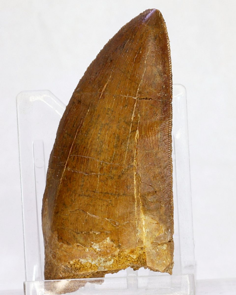 Carcharodontosaurus-tann, 6,4 cm