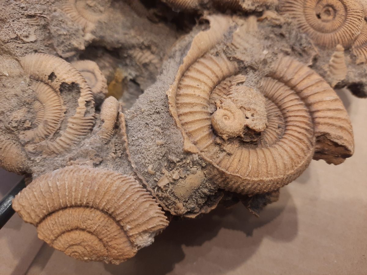 Massedødplate av Dactylioceras-ammonitter