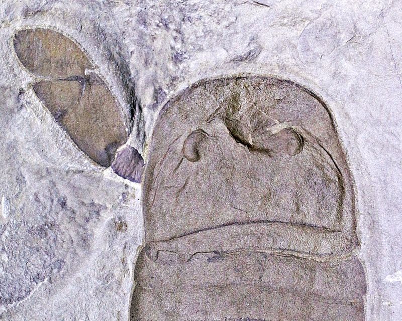 Fossil sjøskorpion (Eurypterus remipes)