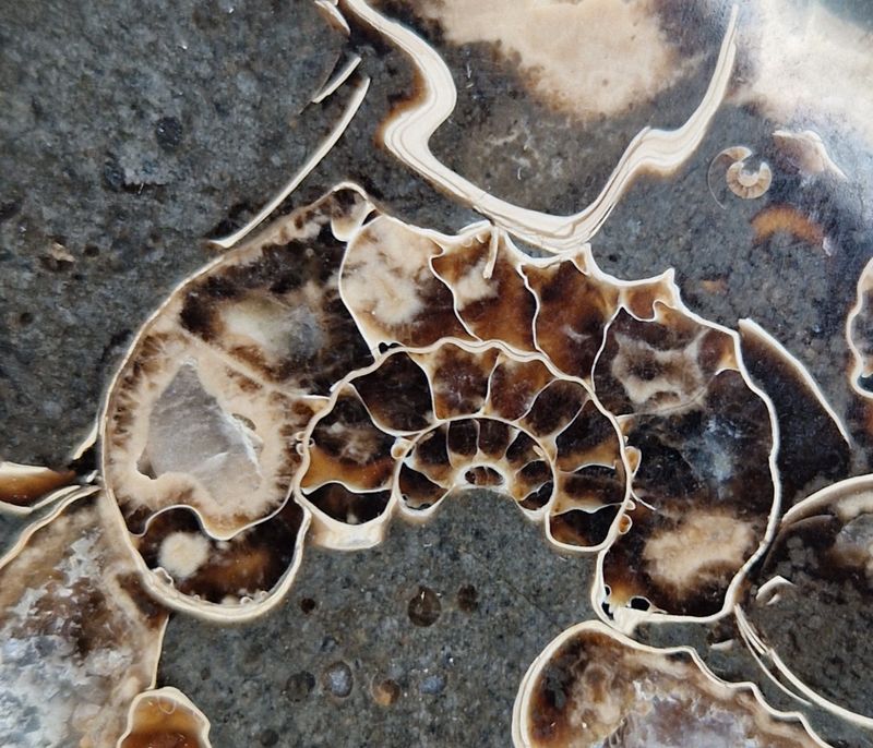 Promicroceras sp. (ammonittplate)