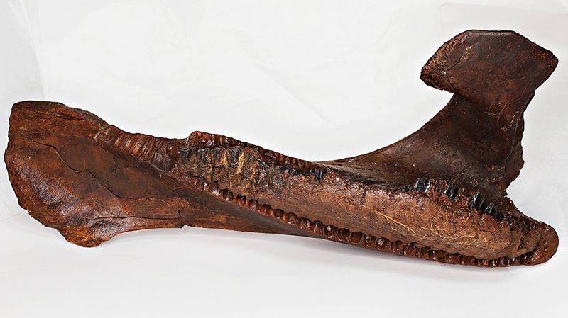 Triceratops, underkjevedel (Wyoming, USA)