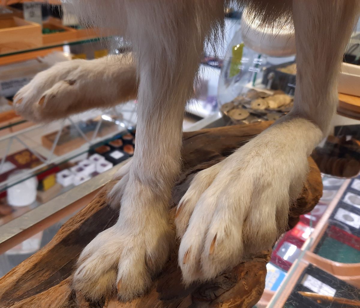 RESERVERT! Hare (Lepus timidus), utstoppet