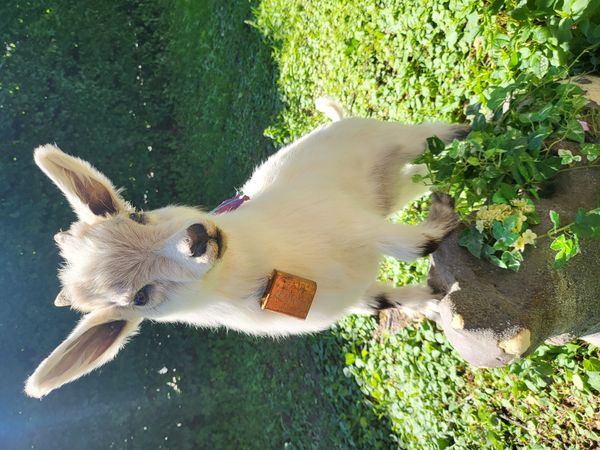 Hovedbilde Utstoppet geitekilling (Capra hircus)