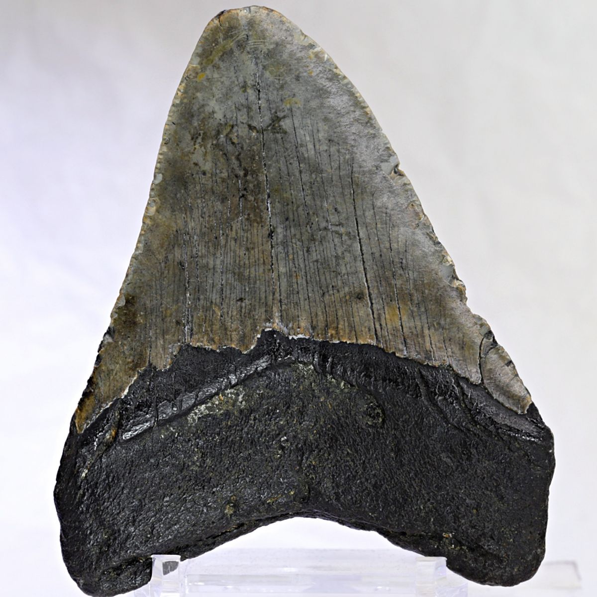 Megalodon-tann (10,5 cm), South Carolina, USA
