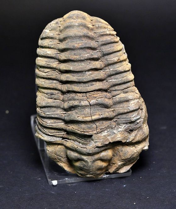 Hovedbilde Trilobitt (Neseuretus tristani), 7-8 cm