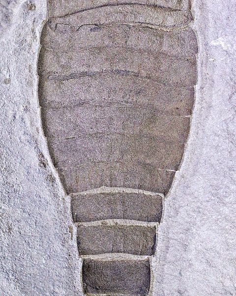 Hovedbilde Fossil sjøskorpion (Eurypterus remipes)
