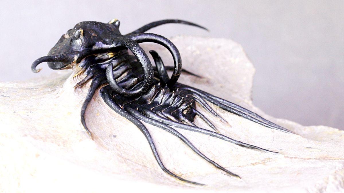 Trilobitt (Dicranurus monstrosus)