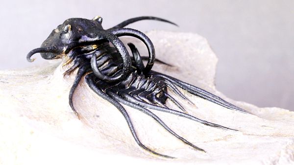 Hovedbilde Trilobitt (Dicranurus monstrosus)