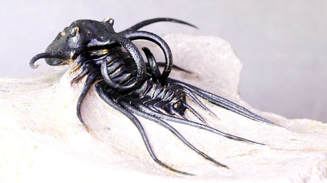 Hovedbilde Trilobitt (Dicranurus monstrosus)