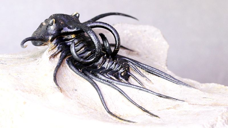 Trilobitt (Dicranurus monstrosus)