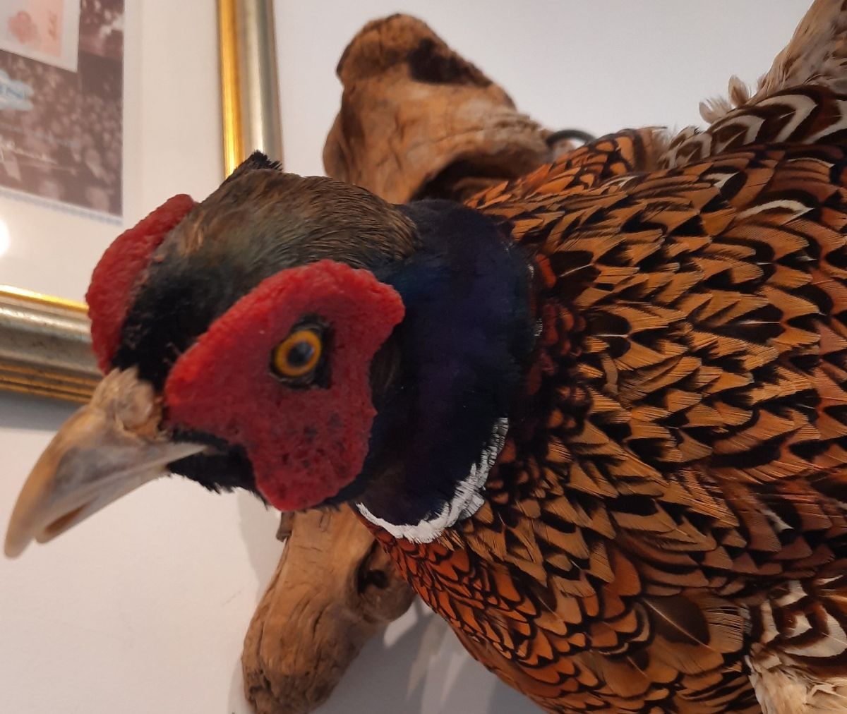 Fasan (Phasianus colchicus), utstoppet