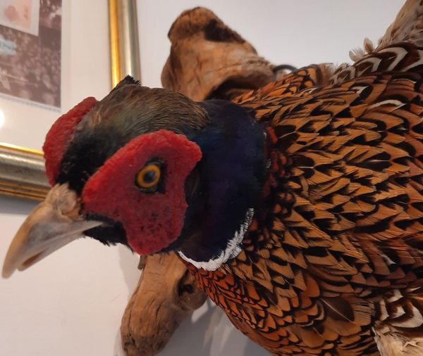 Hovedbilde Fasan (Phasianus colchicus), utstoppet