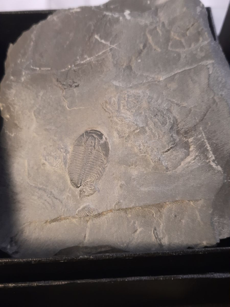 Trilobittfossil (Elrathia kingii), Utah, USA