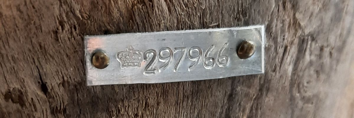 Musvåk (Buteo buteo), utstoppet