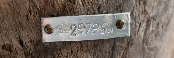 Hovedbilde Musvåk (Buteo buteo), utstoppet