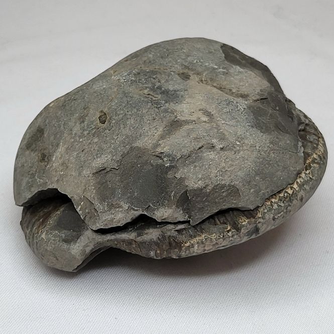 Hovedbilde Ammonitt (Dactylioceras sp.), delt nodul, Whitby, England