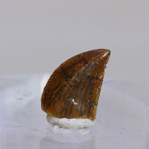 Hovedbilde Uidentifisert rovdinosaurtann (94-101 mill år)