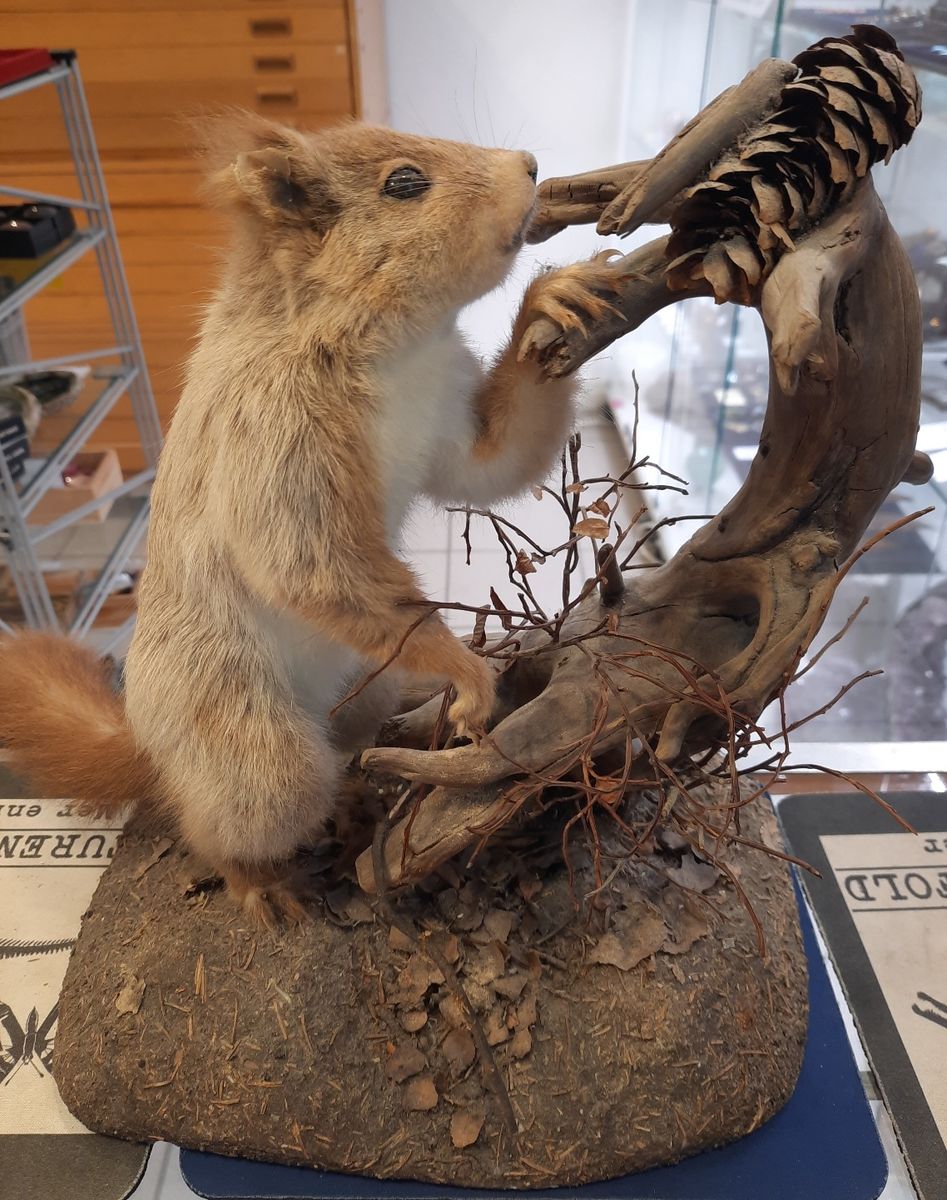 Ekorn (Sciurus vulgaris), utstoppet