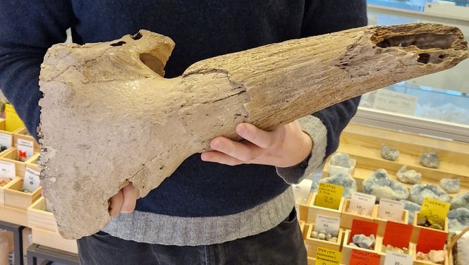 Hovedbilde Del av hodeskalle med horn av europeisk steppebison
